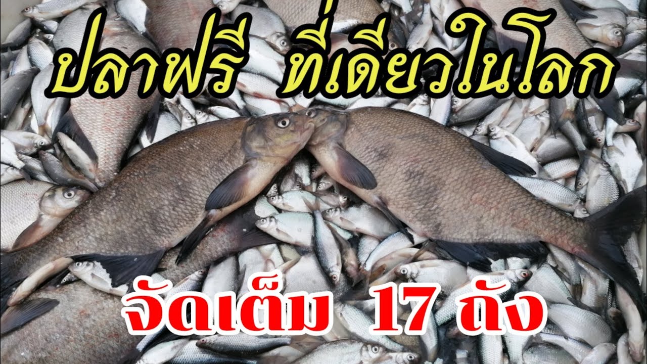 ปลาฟรี ที่เดียวในโลก  ณ ประเทศฟินแลนด์