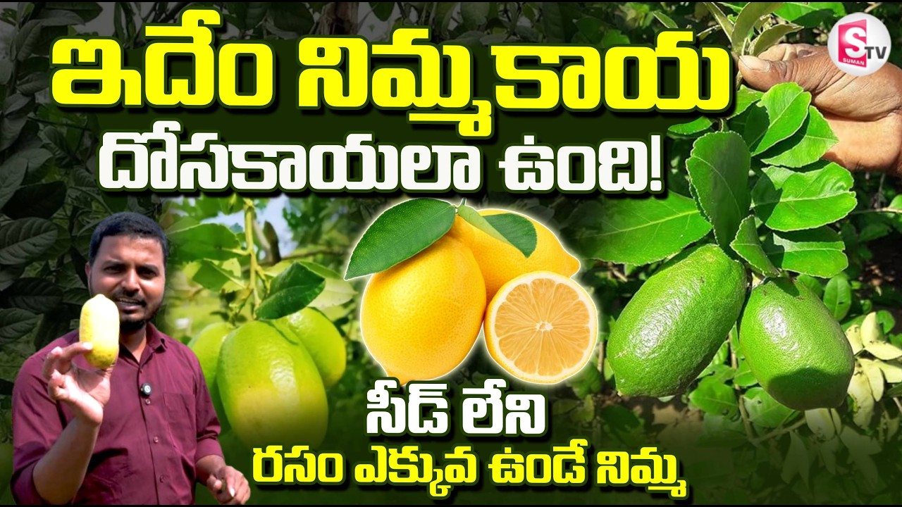 ఈ రకం నిమ్మకాయను ఎక్కడైనా చూశారా ? | Seedless Lemon Tree🍋 | SumanTV Sai