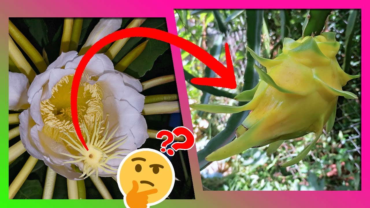 El polen de pitahaya se MUEVE? Cómo llega desde el estigma hasta la fruta?