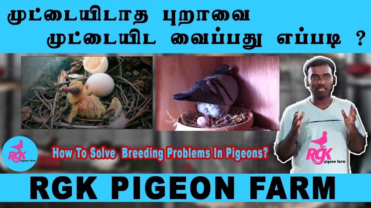 how to solve  breeding problems in pigeons