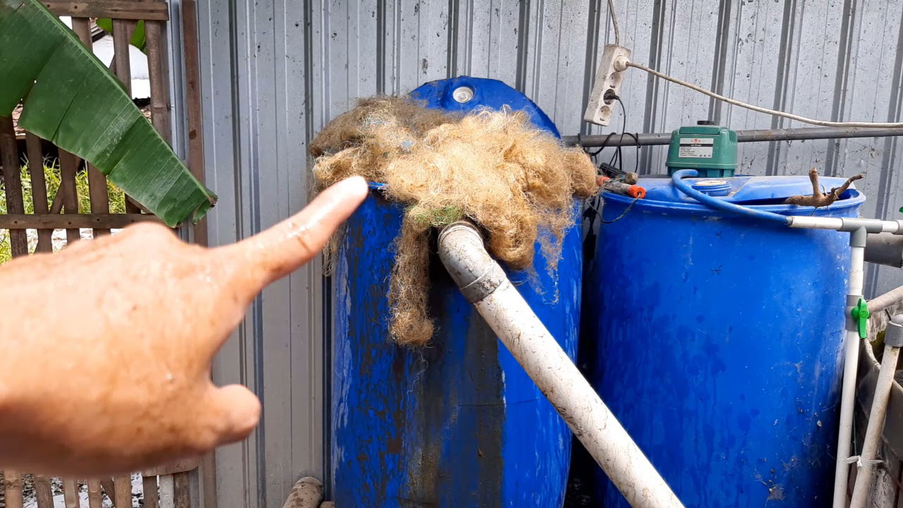 Bersih Bersih Filter Tong 250L Kolam Terpal Ikan Koi