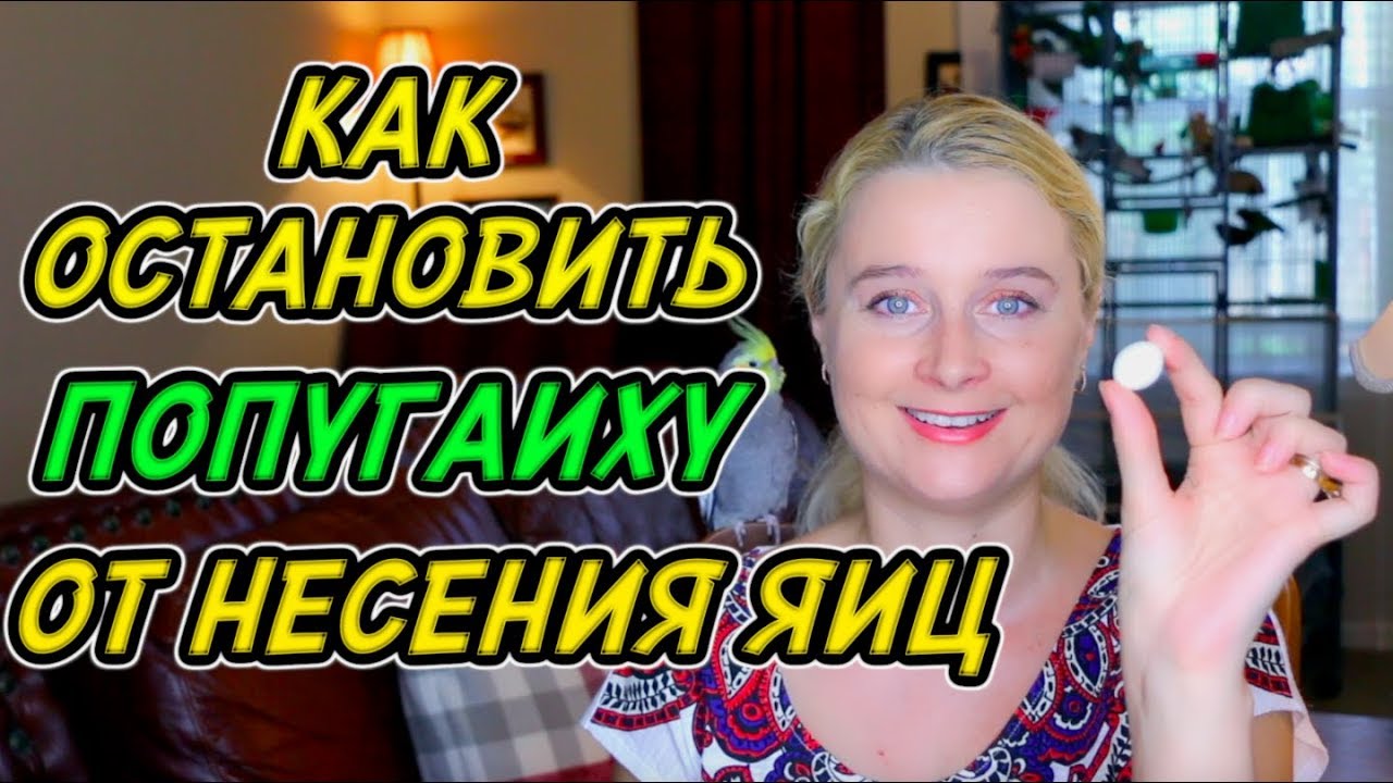 ЧТО ДЕЛАТЬ ЕСЛИ ВАША ПОПУГАИХА НЕСЕТ ЯЙЦА  КАК ОСТАНОВИТЬ ПРОЦЕСС