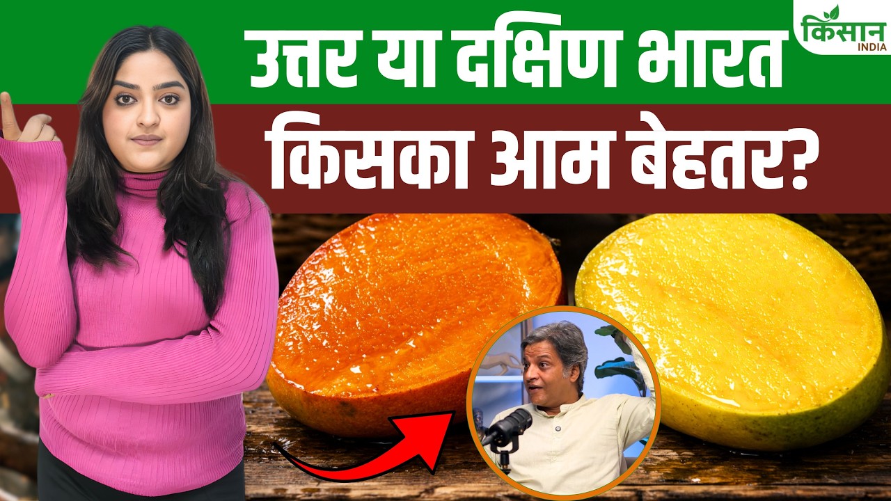 Mango: उत्तर भारत की मिठास या दक्षिण भारत की महक, आम का ताज किसे ? Genetics ने खोल दिया राज