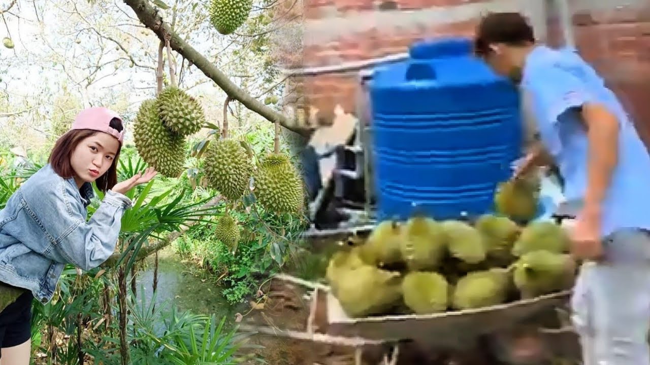 #vlog 33 || S&acirc;u Ri&ecirc;ng Ch&iacute;n Rộ Ở Mi&ecirc;n T&acirc;y -Thu Hoạch Sầu Ri&ecirc;ng Cực Đ&atilde; Mắt