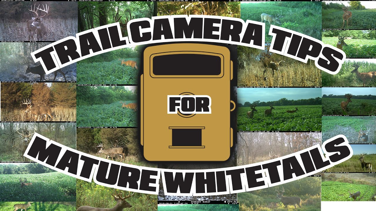 Don Higgins - Trail Camera Tips for Mature Whitetails