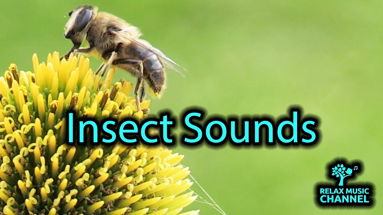 Serene Nature Guitar: Calming Music with Soothing Insect Sounds for Relaxation