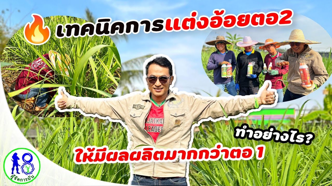 🔥เทคนิคแต่งตออ้อย! EP1 ผลผลิตมากกว่าตอแรกได้ทุกตอ | อ้อยตอ2อายุ2เดือน17วัน | ผู้จัดการมัน