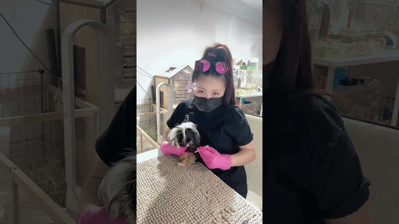 Guinea Pig Boar Cleaning means cleaning the ball sack, perineal pouch, anus, penis etc