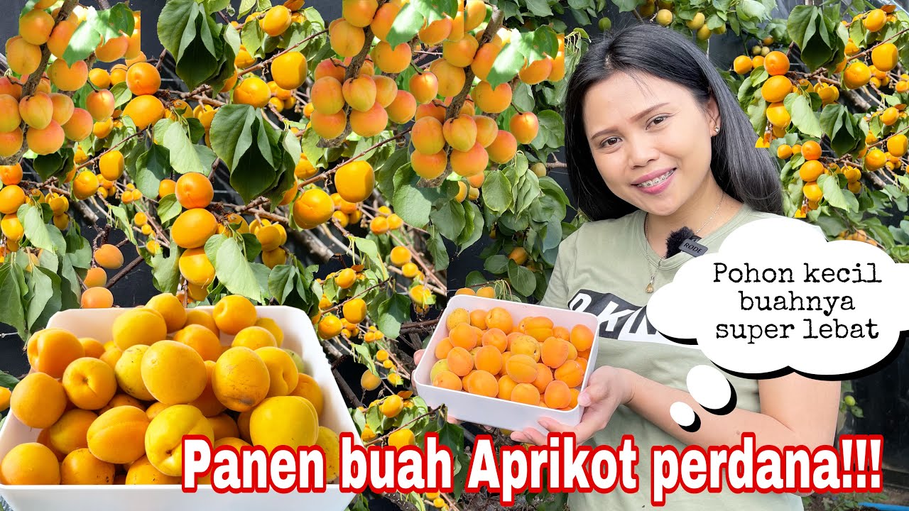 FIRST ORGANIC APRICOT HARVEST || SMALL TREES SUPER DENSE FRUIT