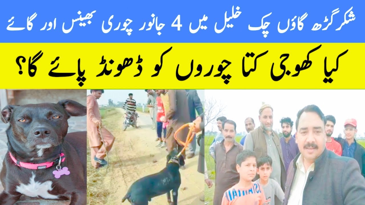 Village Chak Khalil Bhains Gay Chori | Khoji Kute Ki Haqeeqat | Dog Center Gujranwala