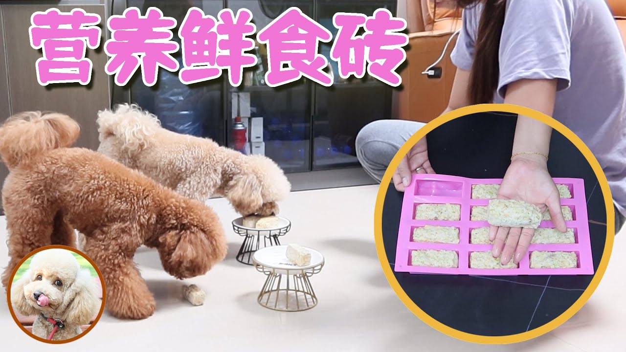 给狗狗做顿饭 自制狗粮 鸡胸肉三文鱼营养鲜食砖 聊聊自制鲜食要花多少钱