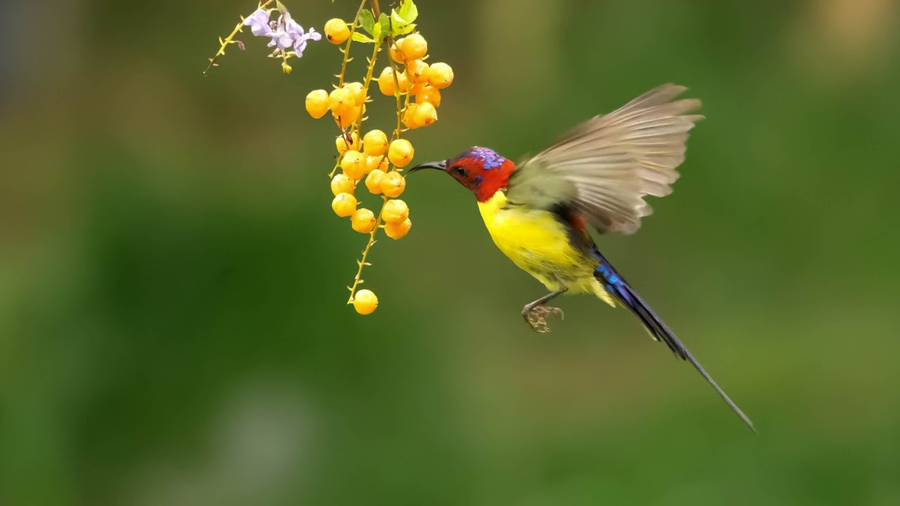 飛宇飛羽-4K