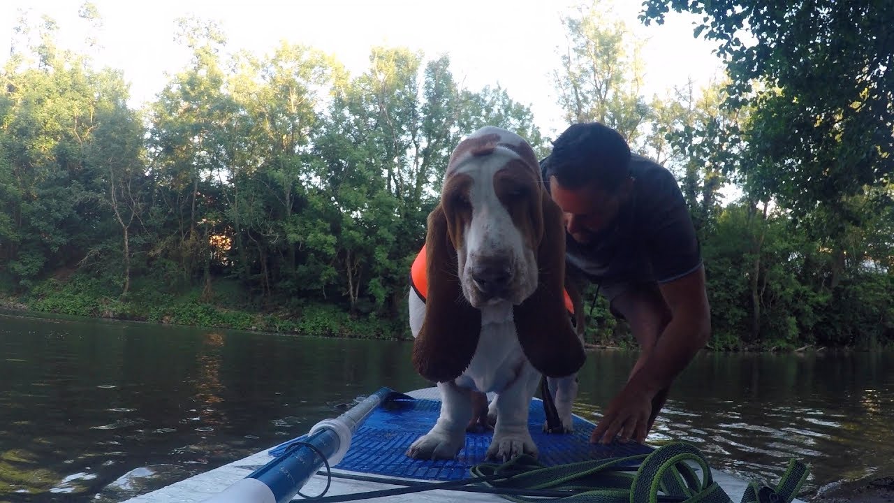Comment faire du Paddle avec son chien #2
