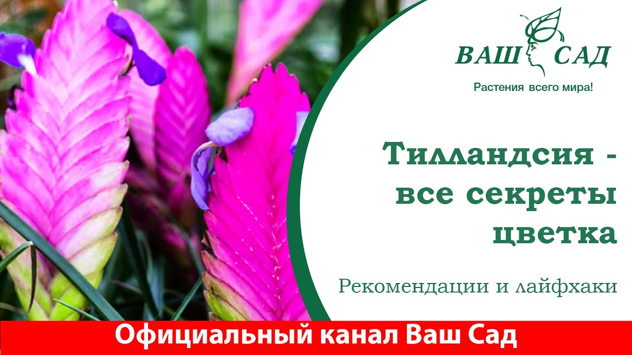 Тилландсия атмосферная в доме. Советы от Ваш сад