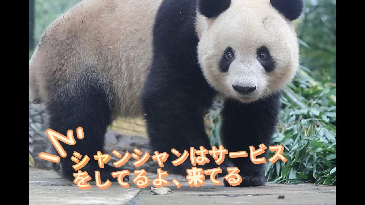 きっとシャンシャンの綺麗で、群のチョウを魅せられる 一定是香香公主🎀的美貌，把蝴蝶都吸引過來了🦋