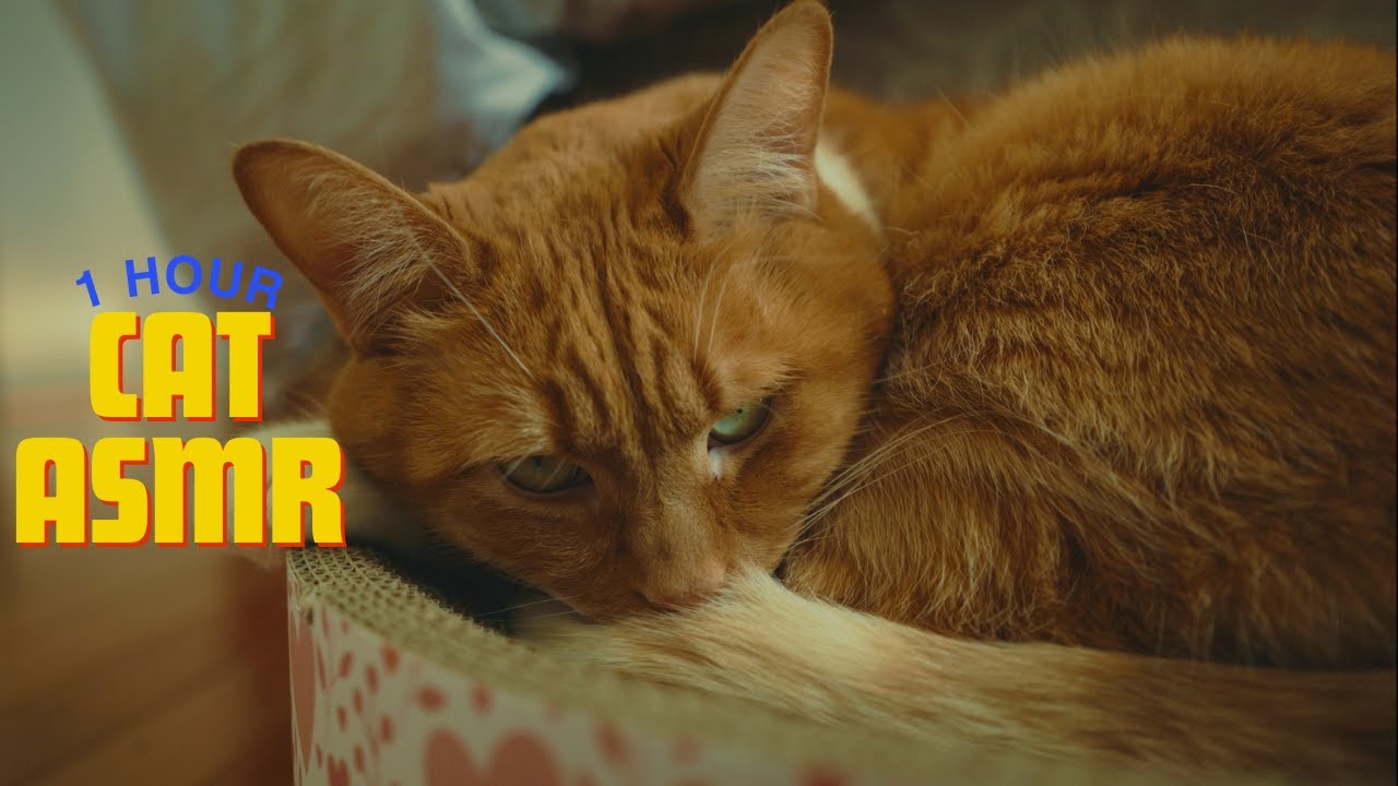 Orange Cat Purring | 1 Hour ASMR