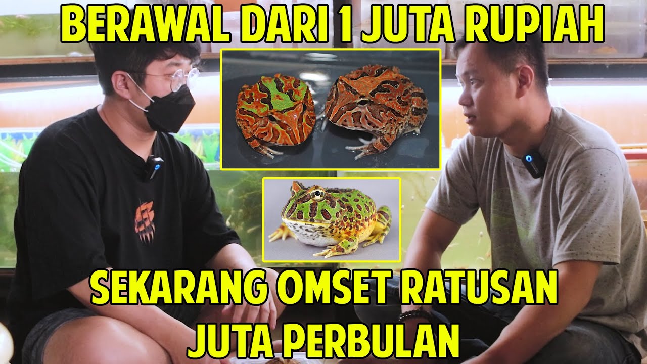MULAI DARI SEPASANG , SEKARANG ADA RIBUAN EKOR !! TERNAK PACMAN FROG