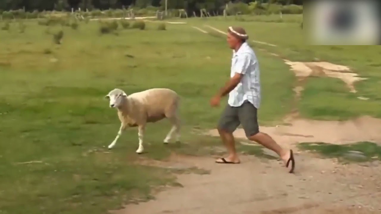 Sheep Million Views Funny Video