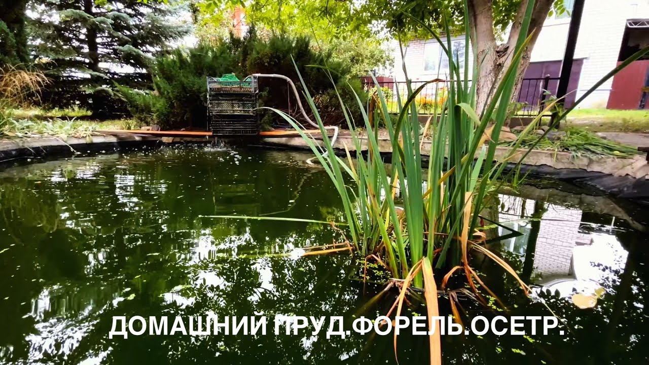 Домашний пруд. Форель. Осетр.