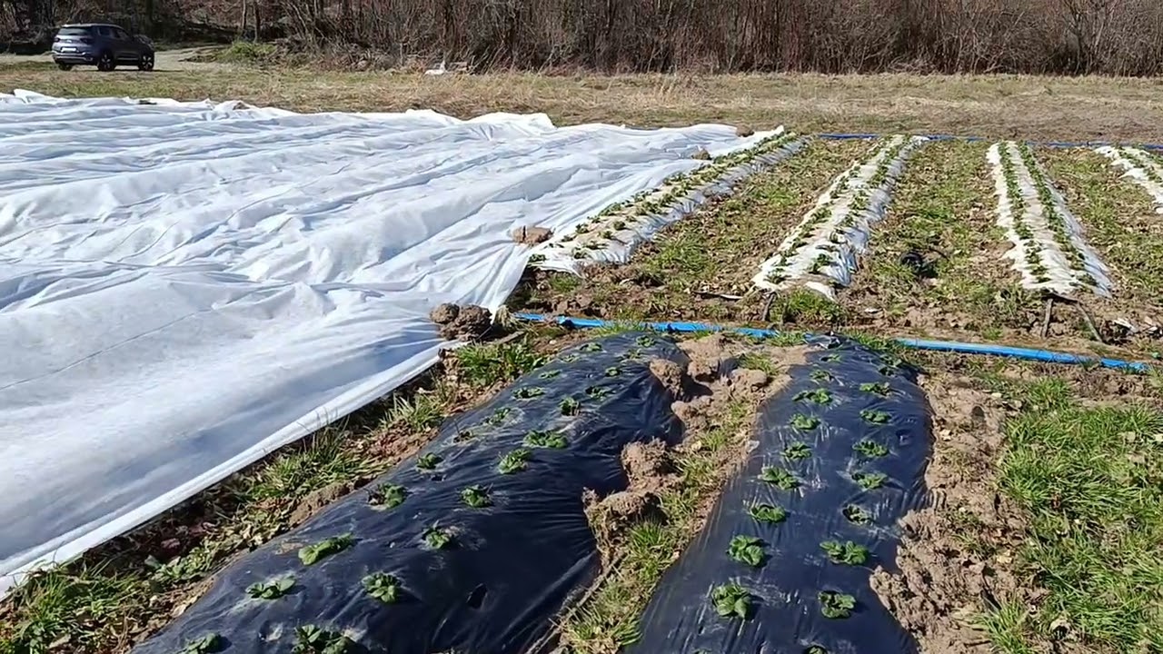 Обзор работ на участке у агронома клубничника