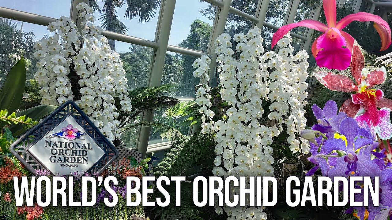 World’s Best Orchid Garden? National Orchid Garden Singapore Walkthrough