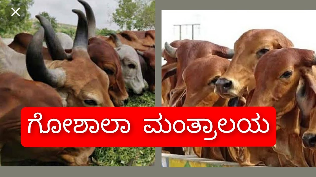 Mantralay ||Visit Gooshala || Sri Guru Raghavendra swamy mutt ||Ap || Kannada