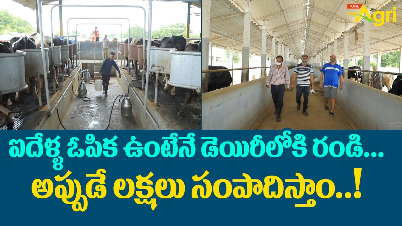 Dairy Farm Business | ఐదేళ్ళ ఓపిక ఉంటేనే డెయిరీలోకి రండి.. అప్పుడే లక్షలు సంపాదిస్తాం..!  Tone Agri