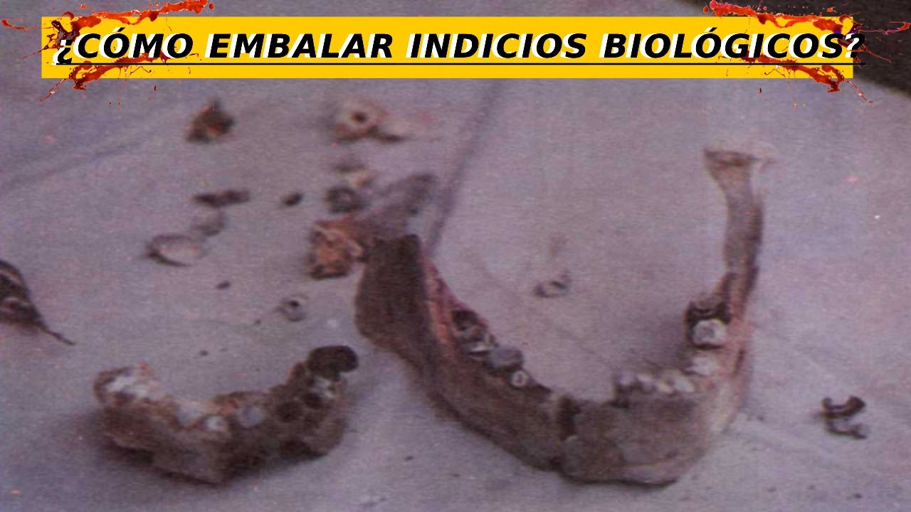 APRENDE A EMBALAR INDICIOS BIOLÓGICOS | CRIMINALISTICA