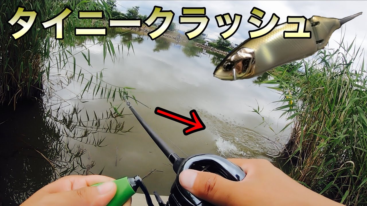 タイニークラッシュが簡単に釣れるってわかる動画