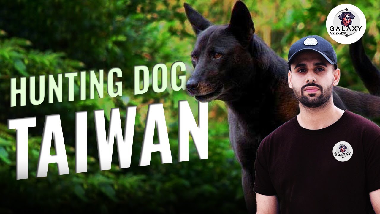 Taiwan Dog Hunting Dog