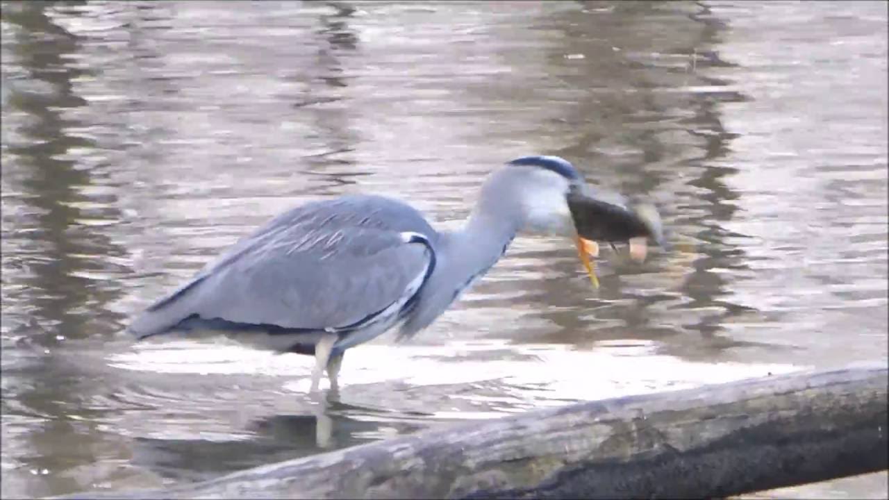 Blauwe Reiger vangt te grote vis / Grey Heron catches a too big fish Delft