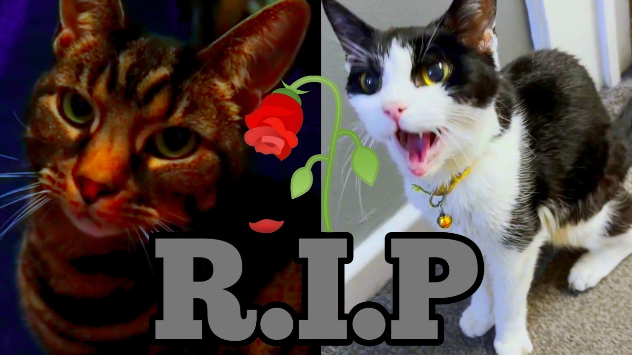 Rest in Peace Willow & Buffy (Aidan's Advice #101)