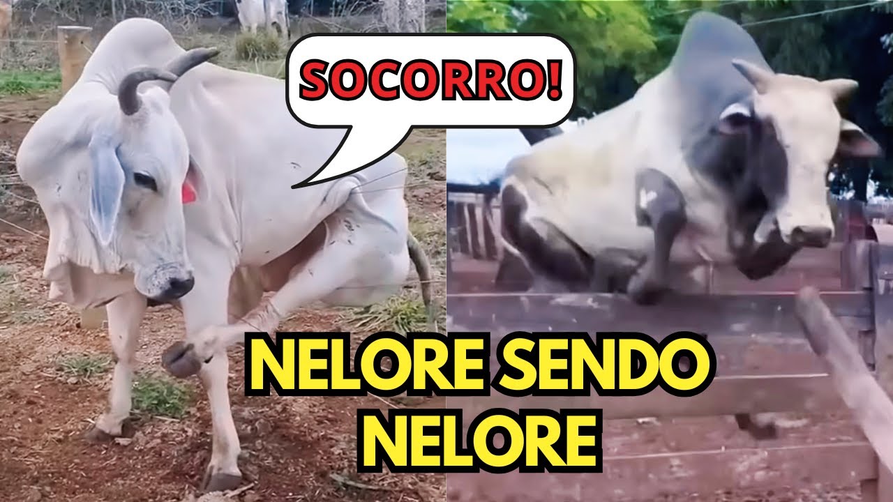 NELORE na área, DESASTRE na certa!! 😂 - Nelore sendo Nelore - Parte 1