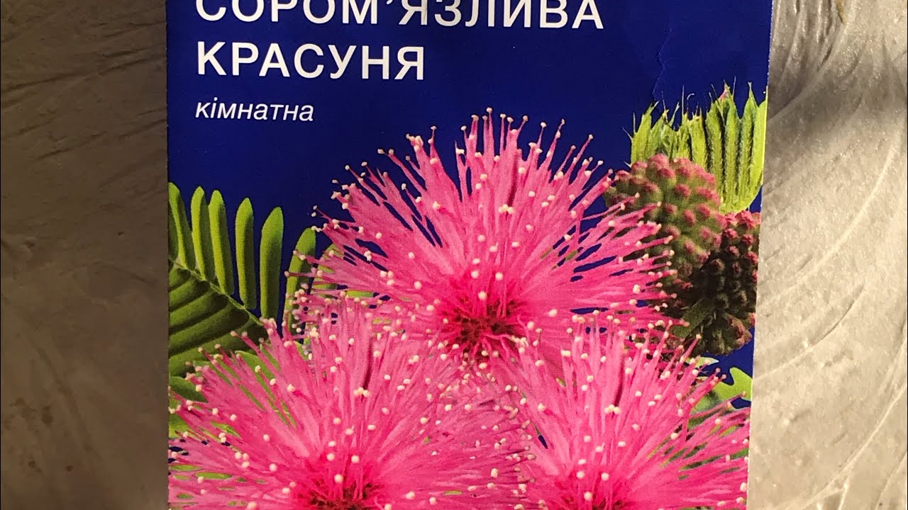 20.01.26 Звітую про посів 29.12.25 МІМОЗА сором’язлива красуня#plants #flowers