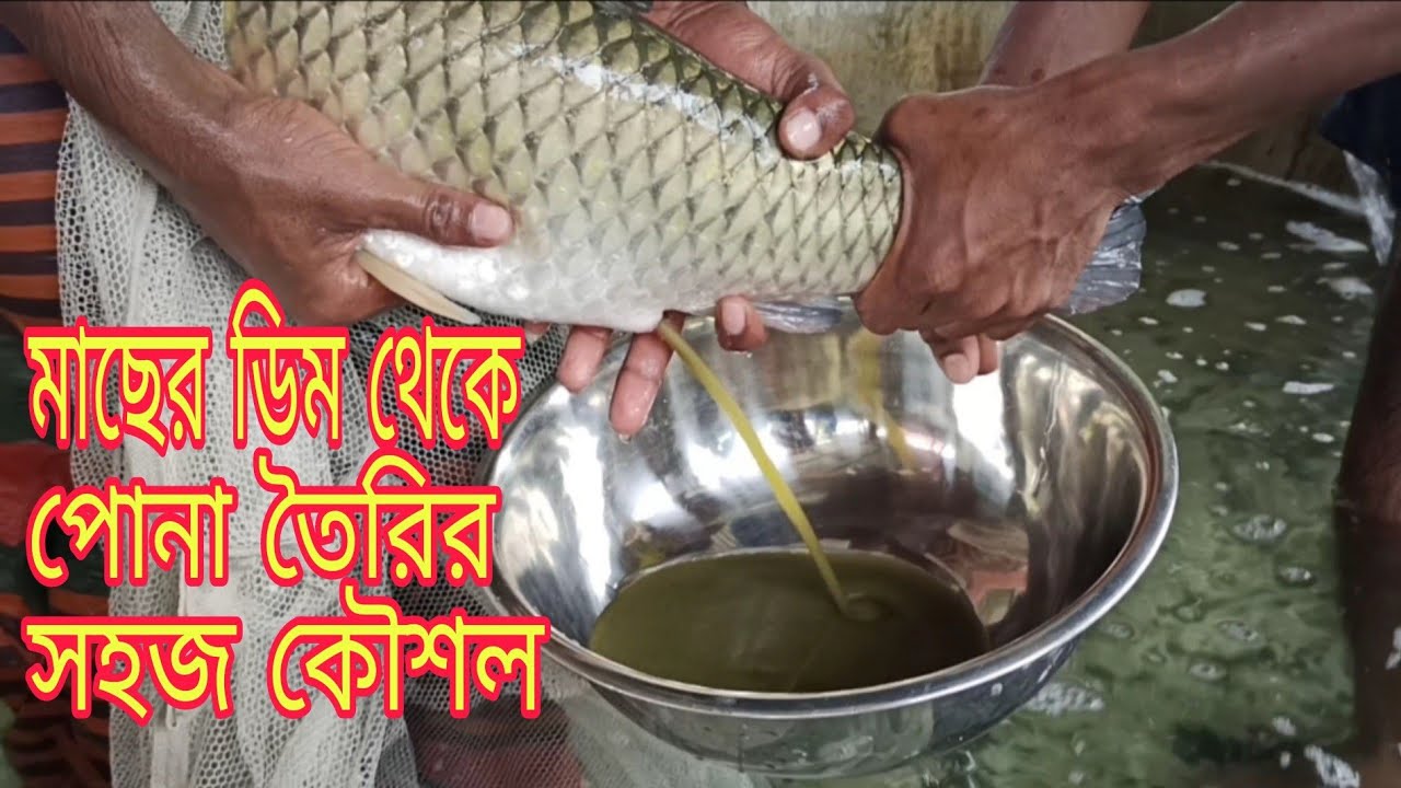 মাছের ডিম থেকে পোনা তৈরির কৌশল, মাছের পোনা উৎপাদন পদ্ধতি, মাছের ডিম থেকে রেণু উৎপাদন, Grass carp,