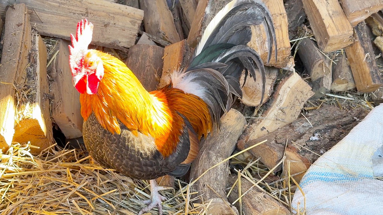 Yukki the dog is the boss over the hens and roosters. Собака Юкки главная над курочками и петухами.