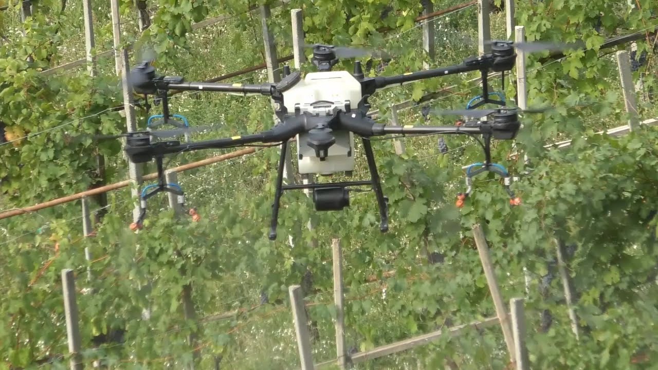 Il futuro della viticoltura vola sul drone