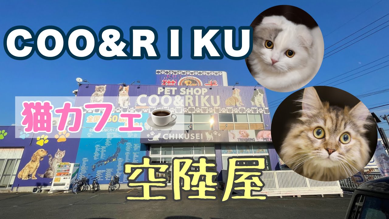 COO＆RIKUの猫カフェ【空陸屋】で可愛い猫ちゃんに会ってきた📷💕