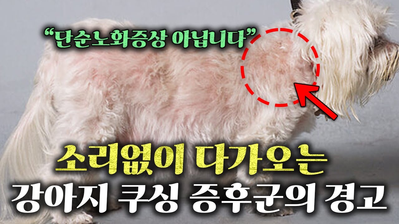 소리없이 찾아오는 ‘강아지 쿠싱증후군’의 모든것! (원인, 증상, 진단, 합병증, 치료) l 단순 노화 증상이 아닐 수 있습니다
