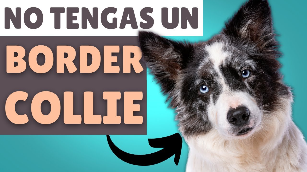 BORDER COLLIE:  7 razones para NO TENERLO