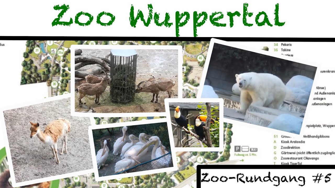 Der Grüne Zoo Wuppertal 2020 🐧 | Zoo-Rundgang #5