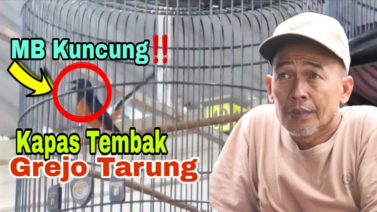 Murai Batu Kuncung‼️ Siap Tarung, Bikin Kaget Peserta Malang Selatan