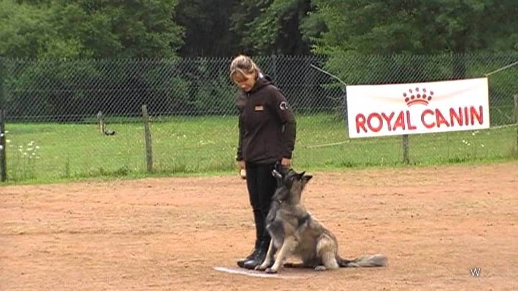 Catherine Rose Cholet chien en blanc equipe de france obeissance