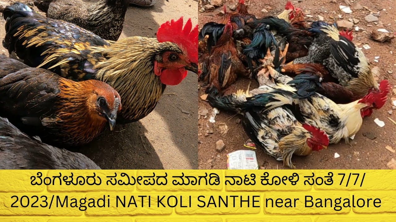 ಬೆಂಗಳೂರು ಸಮೀಪದ ಮಾಗಡಿ ನಾಟಿ ಕೋಳಿ ಸಂತೆ 7/7/ 2023 / Magadi NATI KOLI SANTHE near Bangalore 7/7/ 2023