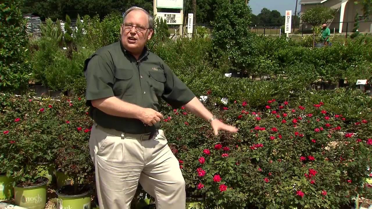 Time to prune roses
