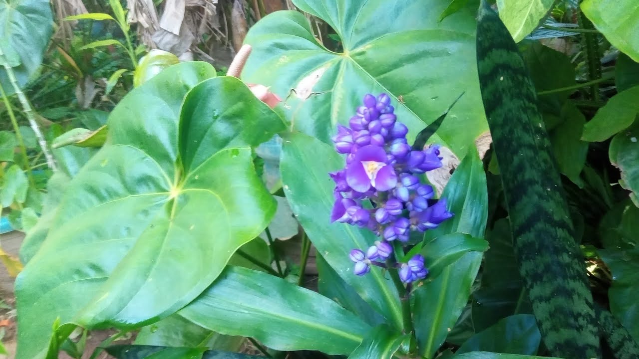 Gengibre Azul em Flor 🌸 | Cultivo no Quintal, Luz Ideal e Curiosidades