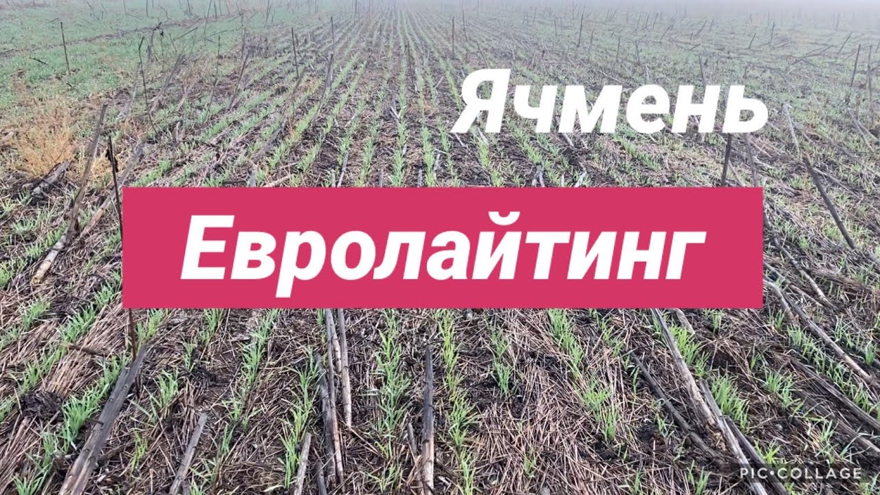 Озимый ячмень после евролайтинга!!!