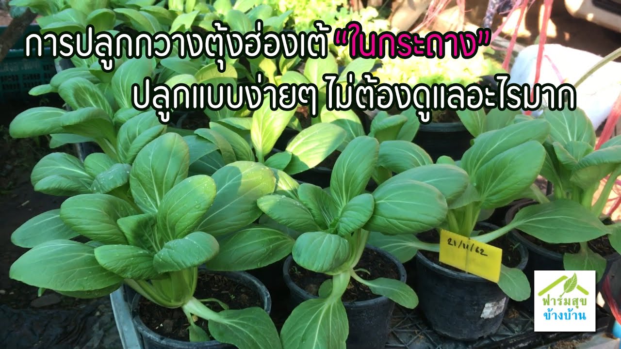ปลูกกวางตุ้งฮ่องเต้ในกระถาง ปลูกแบบง่ายๆ ไม่ต้องดูแลมาก / ฟาร์มสุขข้างบ้าน