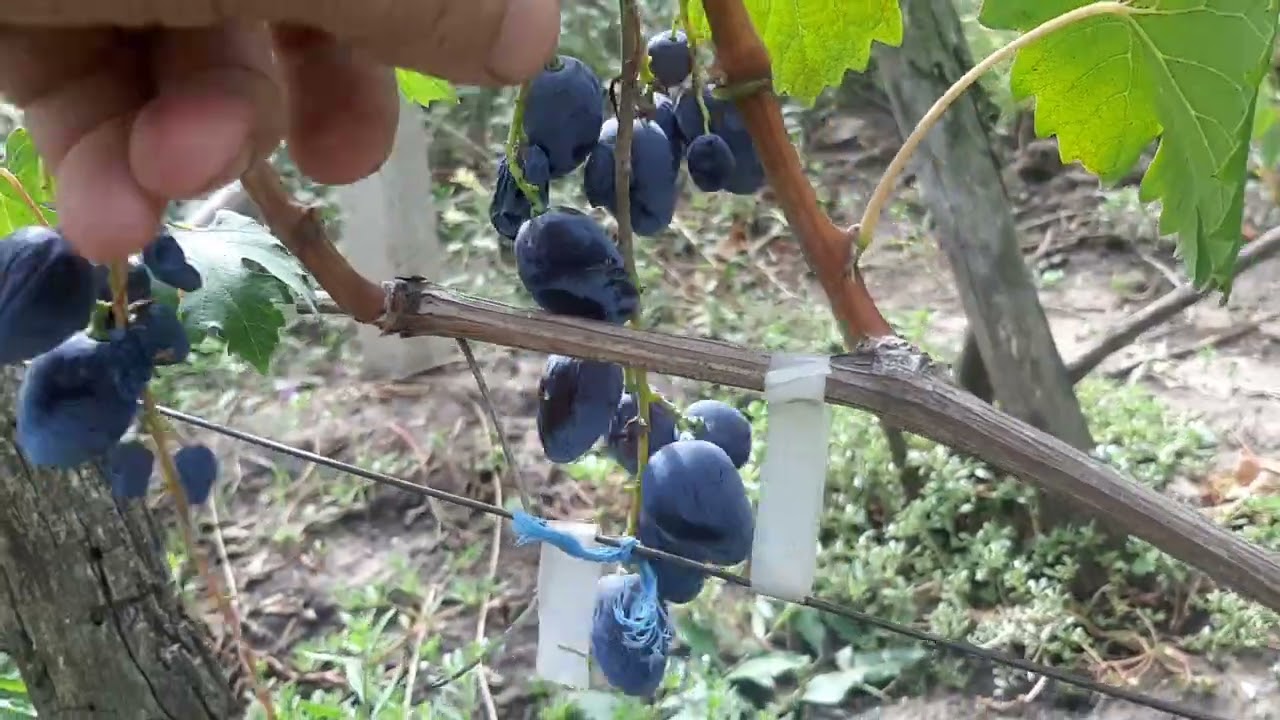На удаление эти три формы винограда