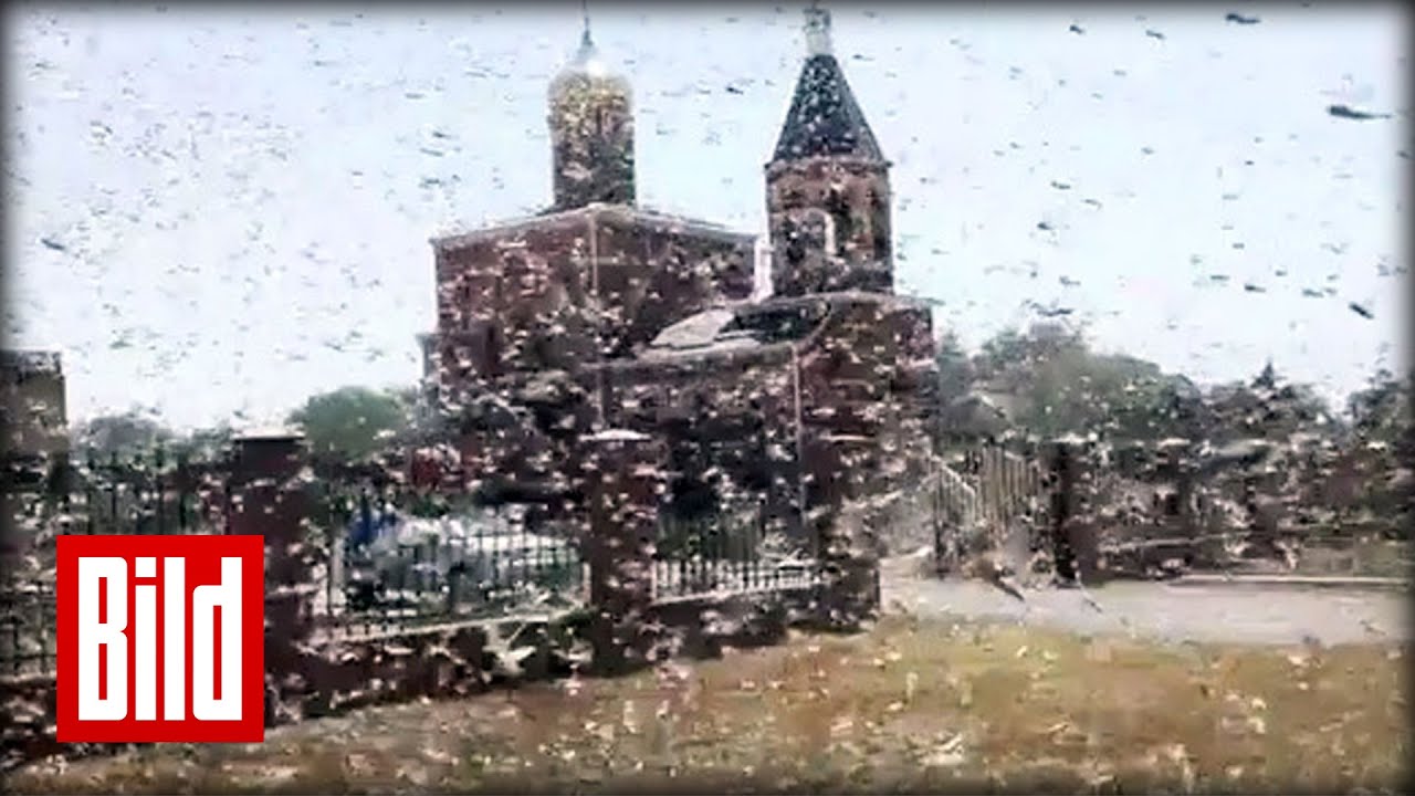 Heuschrecken-Plage in Russland ( Bibel / Inferno / Horror / Grasshopper )